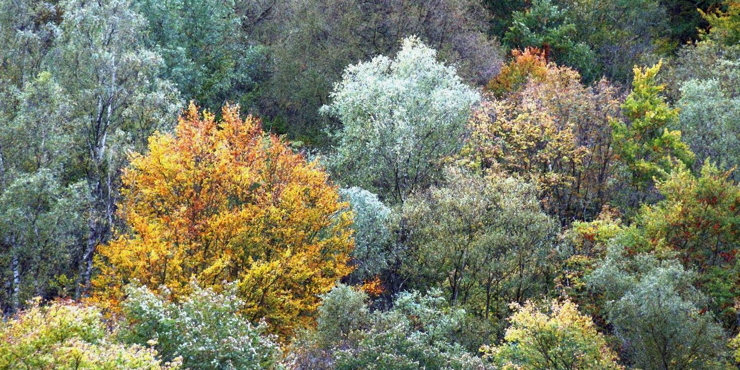 Herbstlicher Laubwald