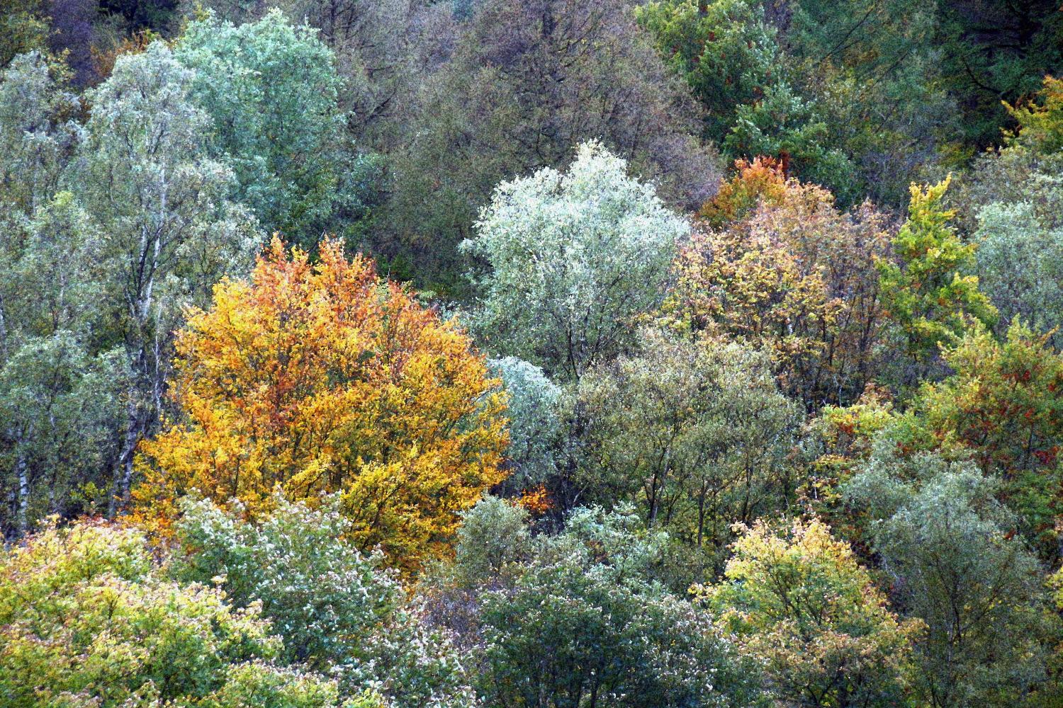 Herbstlicher Laubwald